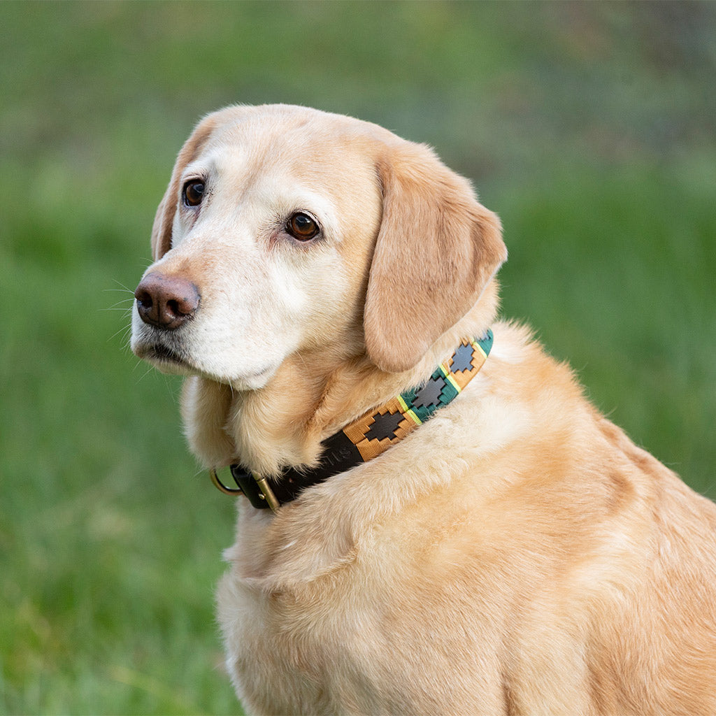 Benji & Flo Sublime Polo Leather Dog Collar - Green/Gold - X Small
