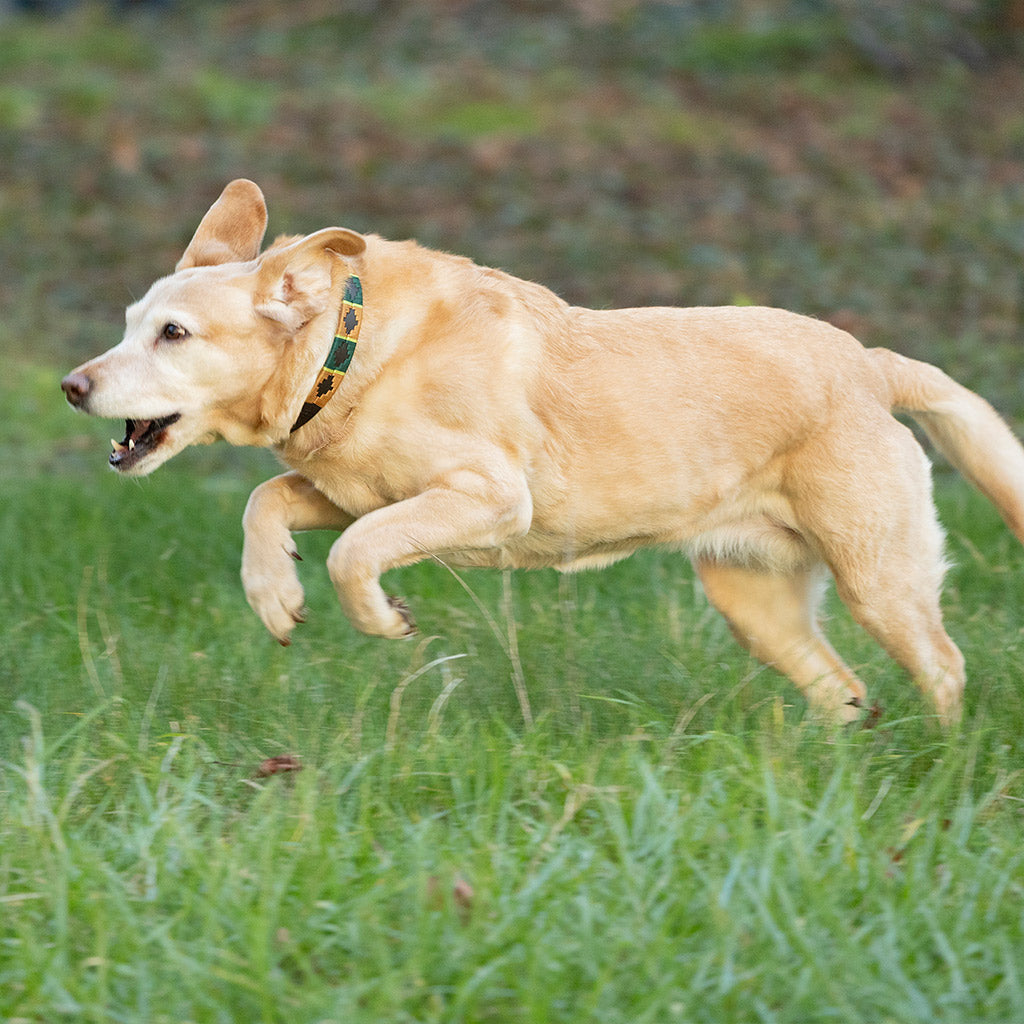 Benji & Flo Sublime Polo Leather Dog Collar - Green/Gold - X Small