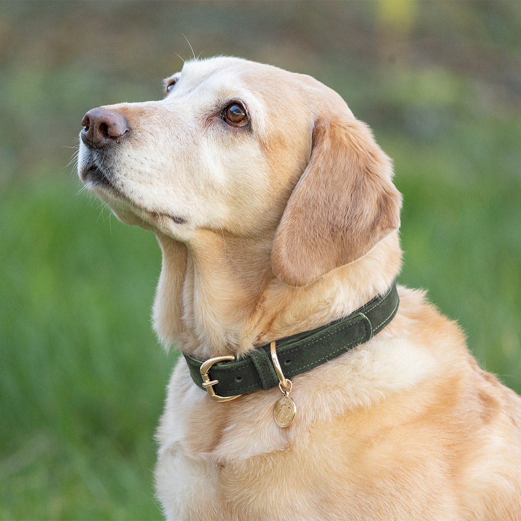 Benji & Flo Noble Suede Dog Collar - Green/Gold - X Small