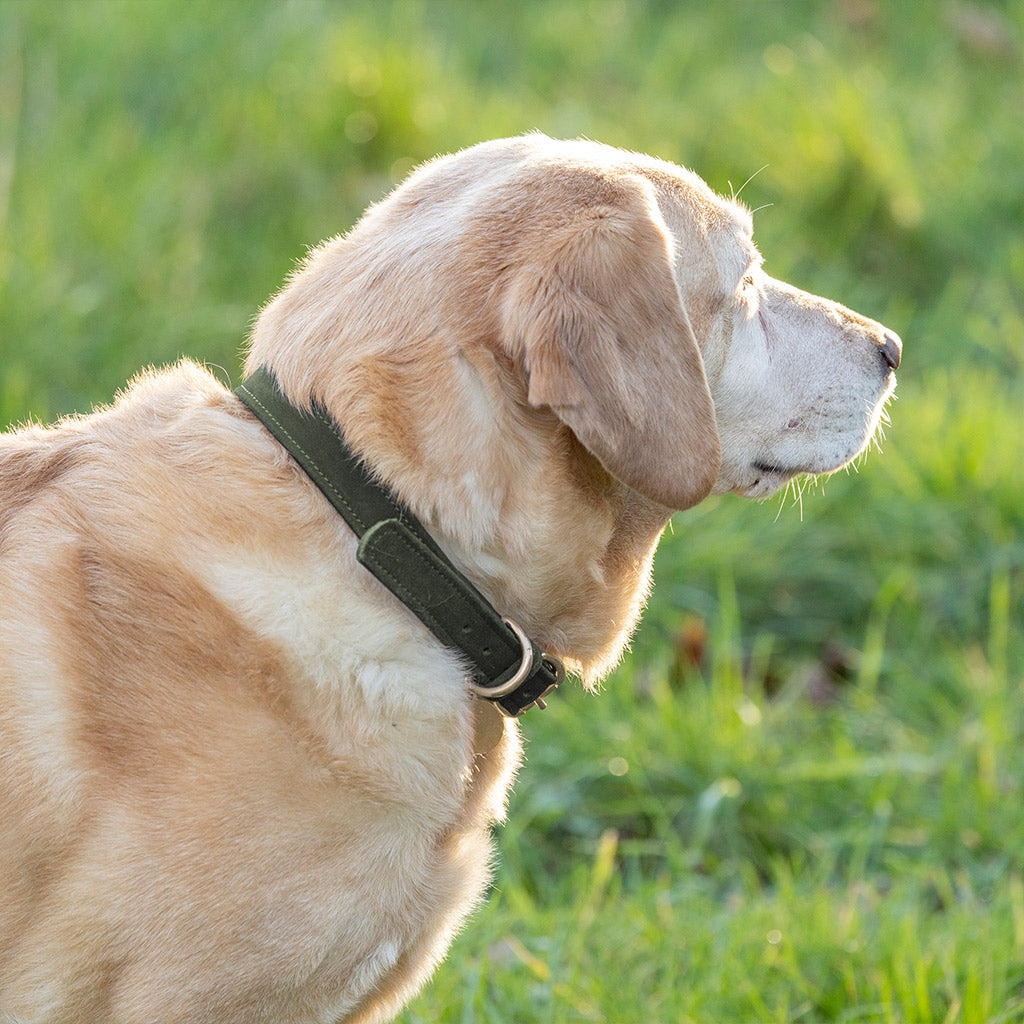 Benji & Flo Noble Suede Dog Collar - Green/Gold - X Small