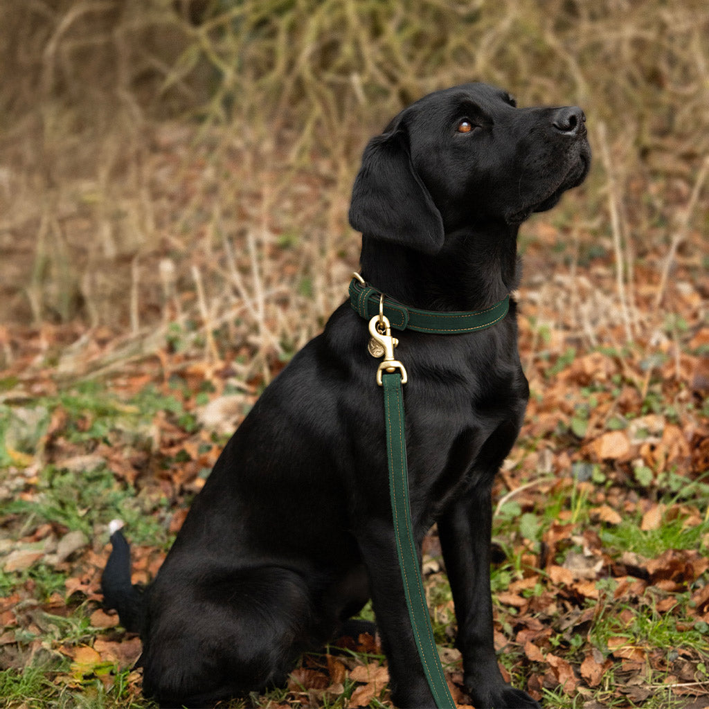 Benji & Flo Noble Suede Dog Lead - Green/Gold - 120cm