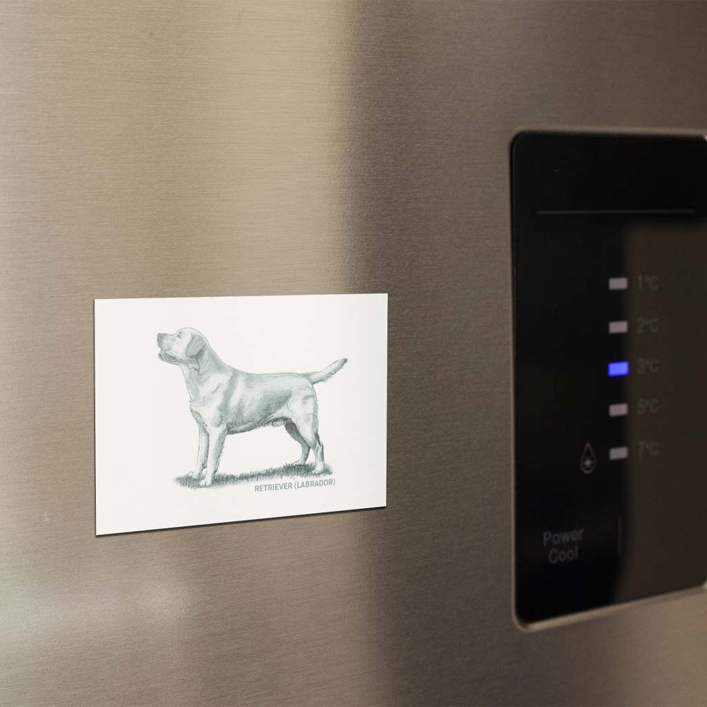 Labrador Retriever Sage Fridge Magnet