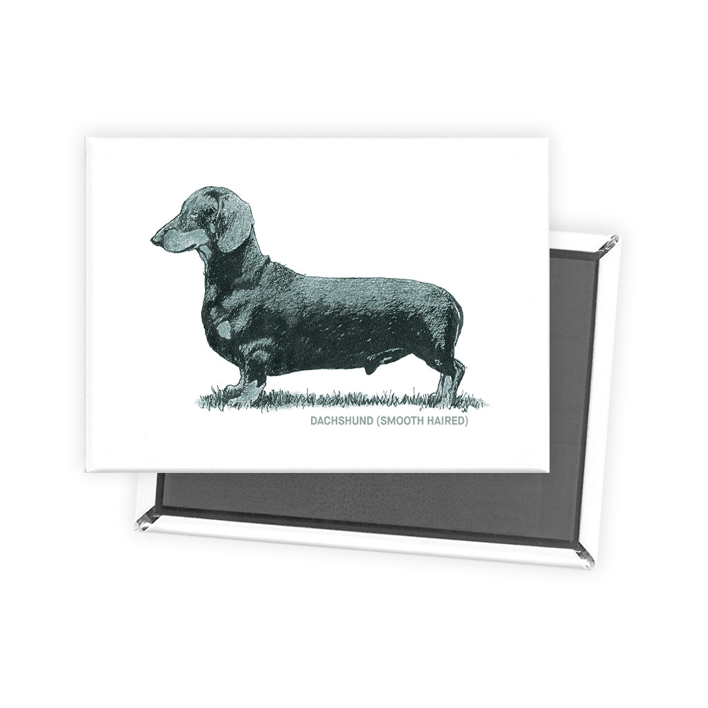 Dachshund (Smooth Haired) Sage Fridge Magnet
