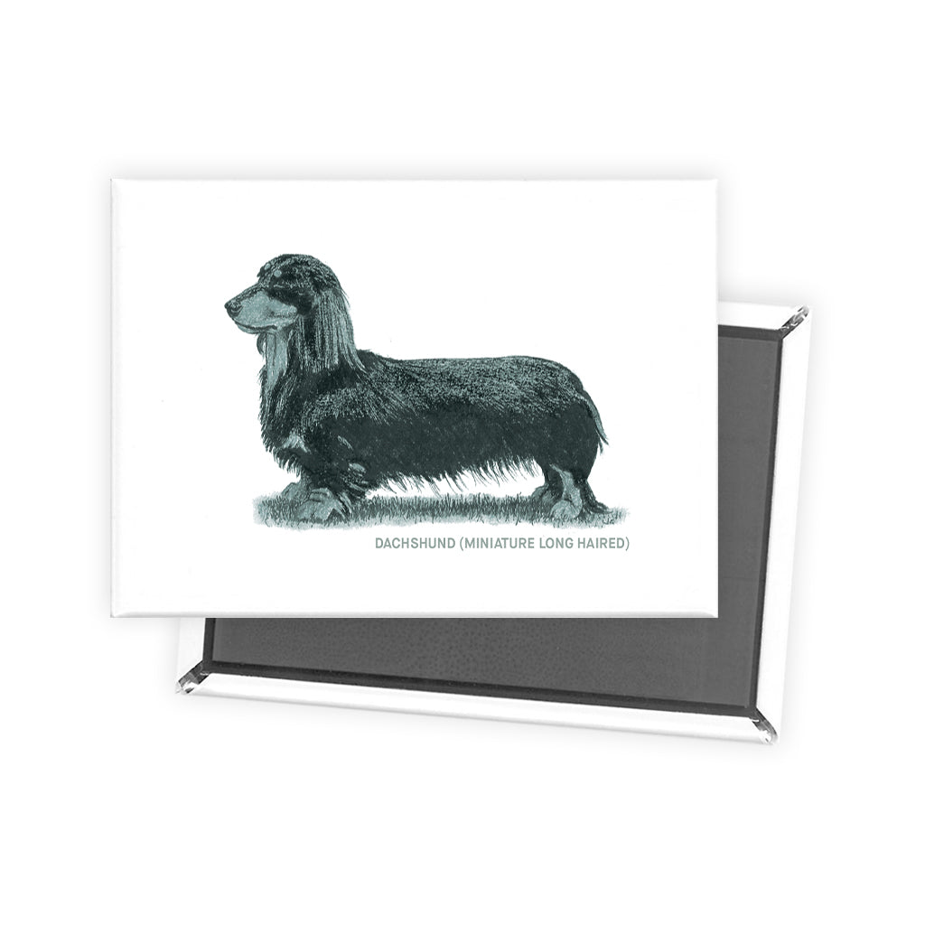 Dachshund (Miniature Long Haired) Sage Fridge Magnet
