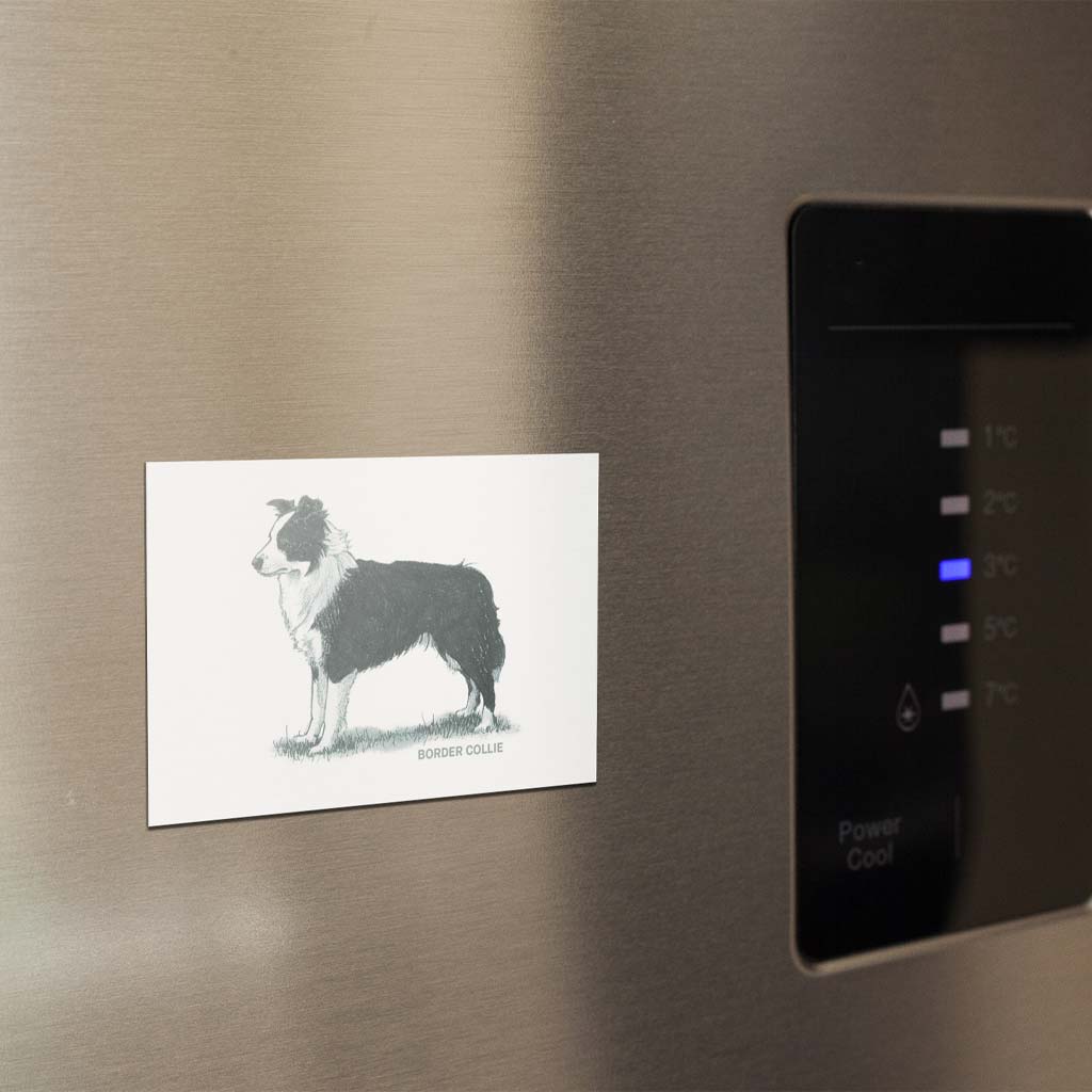 Border Collie Sage Fridge Magnet