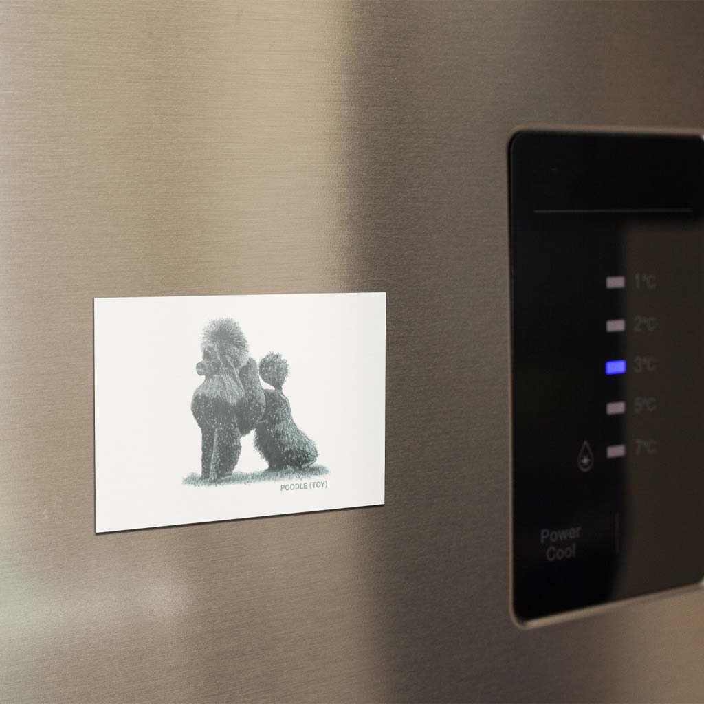 Poodle (Toy) Sage Fridge Magnet