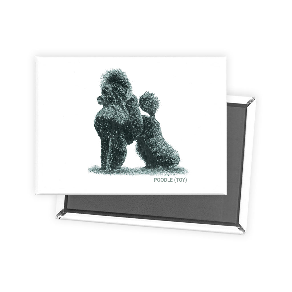 Poodle (Toy) Sage Fridge Magnet
