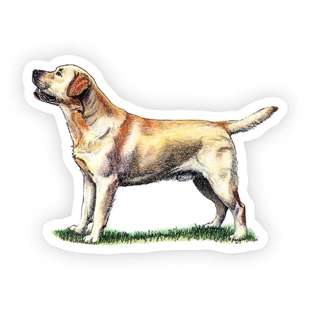 Crufts Labrador Retriever Sticker